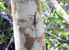 Draco quinquefasciatus