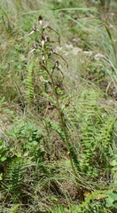 Himantoglossum caprinum