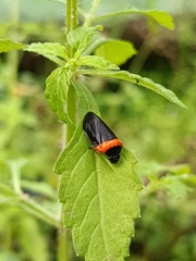 Phymatostetha deschampsi