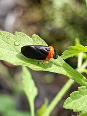 Phymatostetha deschampsi
