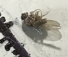 Drosophila repleta