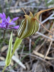 Pterostylis recurva