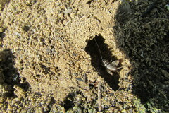 Gryllodes sigillatus