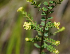 Pimelea flava flava