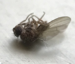 Drosophila repleta