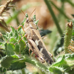 Aiolopus strepens