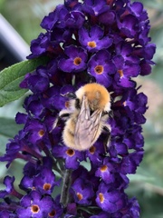 Bombus muscorum