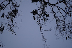 Eucalyptus dalrympleana