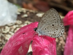 Celastrina lavendularis