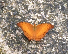 Vindula dejone erotella