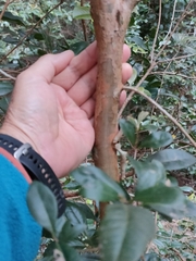 Backhousia subargentea