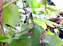 Arachnothera longirostra