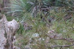 Hakea carinata
