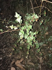 Platylobium obtusangulum