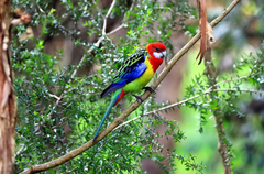 Platycercus eximius