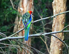 Platycercus eximius
