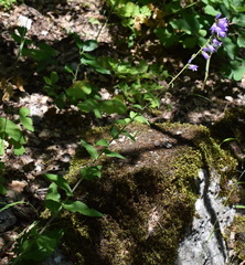 Campanula bononiensis