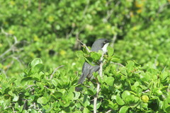 Apalis thoracica