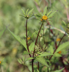 Bidens tripartita
