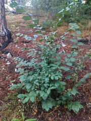 Ulmus glabra