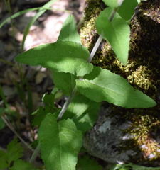 Campanula bononiensis