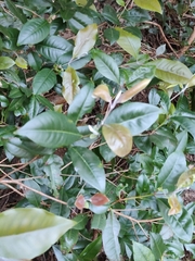 Backhousia subargentea