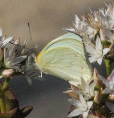 Dixeia charina