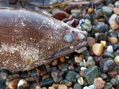 Gymnothorax prasinus