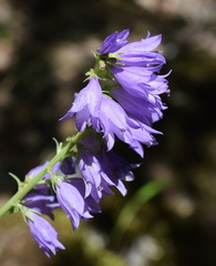 Campanula bononiensis