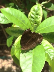 Junonia iphita