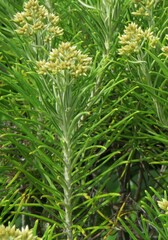 Cassinia tenuifolia