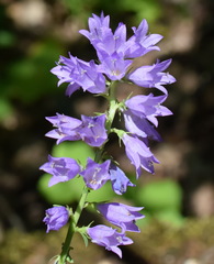 Campanula bononiensis