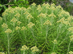 Cassinia tenuifolia