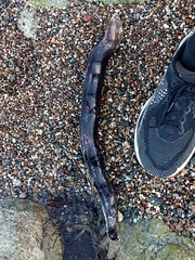 Gymnothorax prasinus