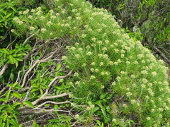 Cassinia tenuifolia