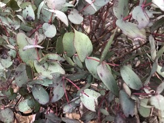 Eucalyptus dalrympleana