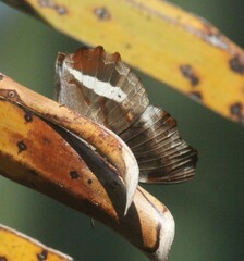 Eurytela hiarbas