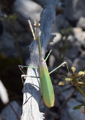 Empusa fasciata