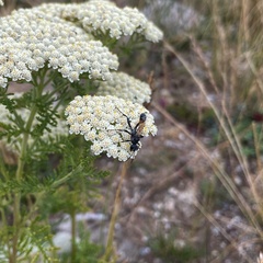Cylindromyia bicolor