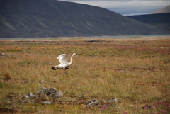 Cygnus columbianus columbianus