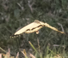 Papilio dardanus