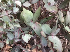 Eucalyptus dalrympleana
