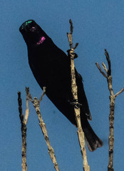 Chalcomitra amethystina