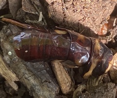 Periplaneta australasiae