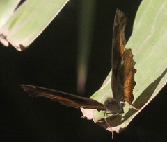 Eurytela dryope