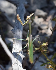 Empusa fasciata