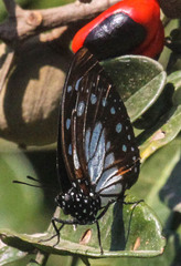 Charaxes wakefieldi