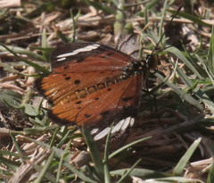 Acraea encedon