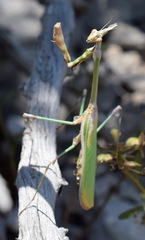 Empusa fasciata