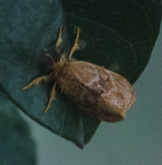 Euproctis punctifera